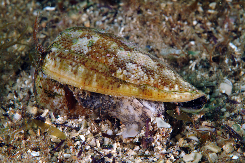 Conus mediterraneus